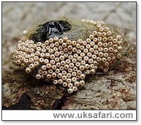 Vapourer Moth Eggs - Photo � Copyright 2004 Dean Stables