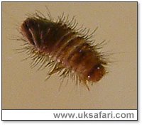 Wooly Bear - Photo � Copyright 2003 Gary Bradley