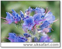 Viper's-Bugloss flower - Photo � Copyright 2003 Gary Bradley
