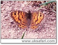 Wall Butterfly - Photo � Copyright 2003 Gary Bradley