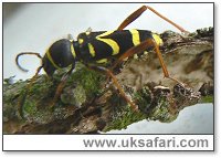 Wasp Beetle - Photo � Copyright 2006 Cheryl Kirkhope