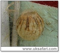Wasp Spider Egg Sac - Photo � Copyright 2003 Dave and Kath Beckford