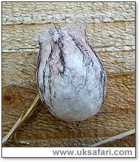 Wasp Spider Egg Sac - Photo � Copyright 2005 Martin Briaris
