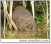 Water Vole - Photo � Copyright 2003 Gary Bradley