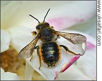 Male Wool Carder Bee - Photo � Copyright 2007 David Taylor