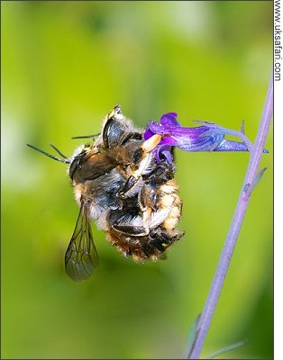 Wool Carder Bees mating - Photo � Copyright 2007 David Taylor
