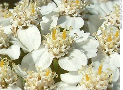 Yarrow Flowers - Photo � Copyright 2007 Gary Bradley