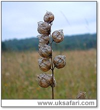 Yellow Rattle Seed Pod - Photo � Copyright 2003 Gary Bradley