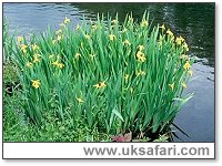 Yellow Iris - Photo � Copyright 2000 Gary Bradley