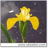 Close up of flower - Photo � Copyright 2003 Gary Bradley