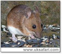 Yellow-Necked Mouse - Photo � Copyright 2003 Gary Bradley