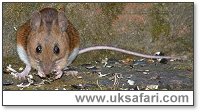 Yellow-Necked Mouse - Photo � Copyright 2003 Gary Bradley