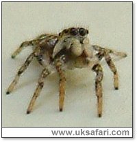 Zebra Spider Watching - Photo � Copyright 2003 Gary Bradley