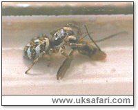 Zebra Spider Killing a Fly - Photo � Copyright 2003 Gary Bradley
