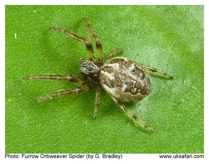 Furrow Orb-weaver
