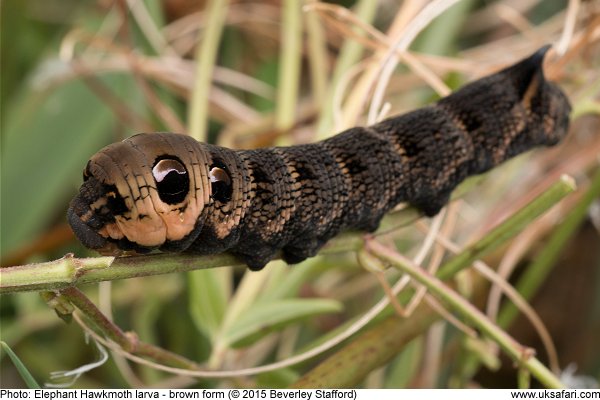 Elephant Hawkmoth larva