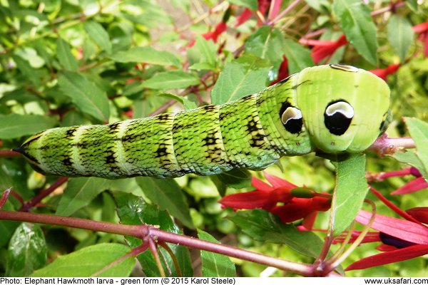 Elephant Hawkmoth larva