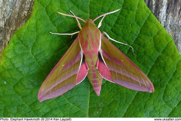 Elephant Hawkmoth