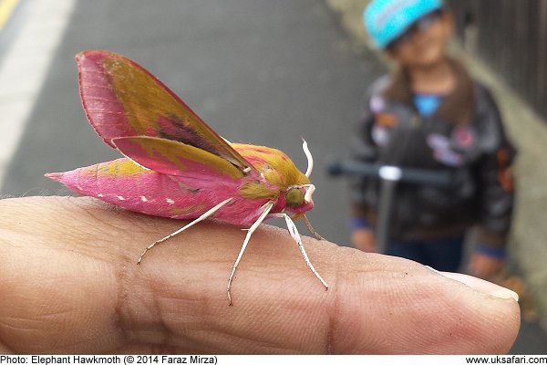 Elephant Hawkmoth
