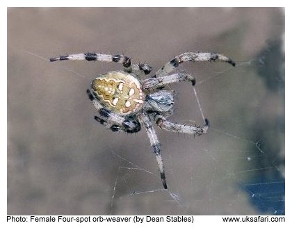 4 Spot Orb-weaver