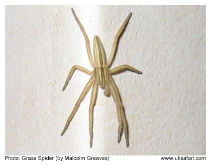 Grass Spider