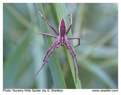 Nursery Web Spider