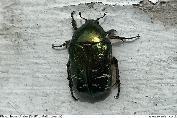 Rose Chafer