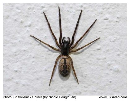 Snakeback Spider