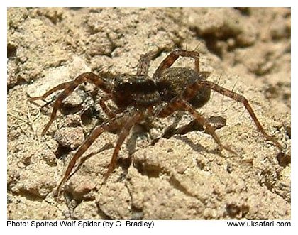 Spotted Wolf Spider