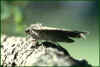 Red Underwing Moth