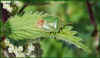 Green Shield Bug