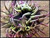 Snakelocks Anemone